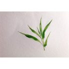 Művészeti rajztömb Clairefontaine Bamboo 32x24 cm 20 lap 250g fekvő akvarell technikához